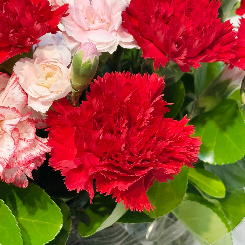 전북 전주 레드 카네이션 꽃바구니 어버이날 스승의날 전국꽃배달 부모님 선물 생화 농장직영