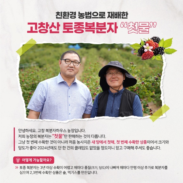 고창산 토종 복분자열매+생즙2포+거름망 발효비닐 레시피 10kg, 2개 - 상세 이미지 5