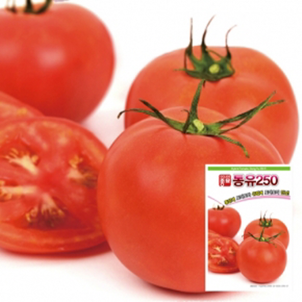토마토씨앗종자 동유250(100립) ASA : 헤디유통