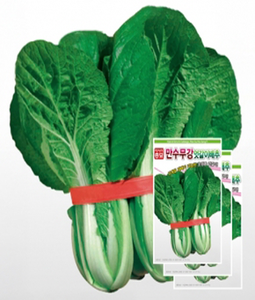 배추씨앗종자 만수무강 엇갈이배추(20gx3) ASA : 헤디유통