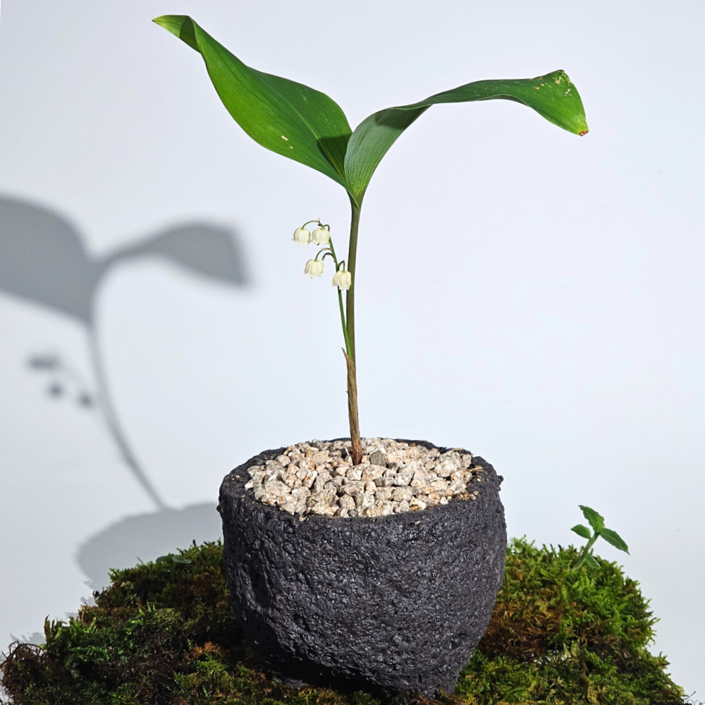 ［직접재배 토종야생화］강원도 북부월동 은방울꽃 4치 10cm 제품 이미지