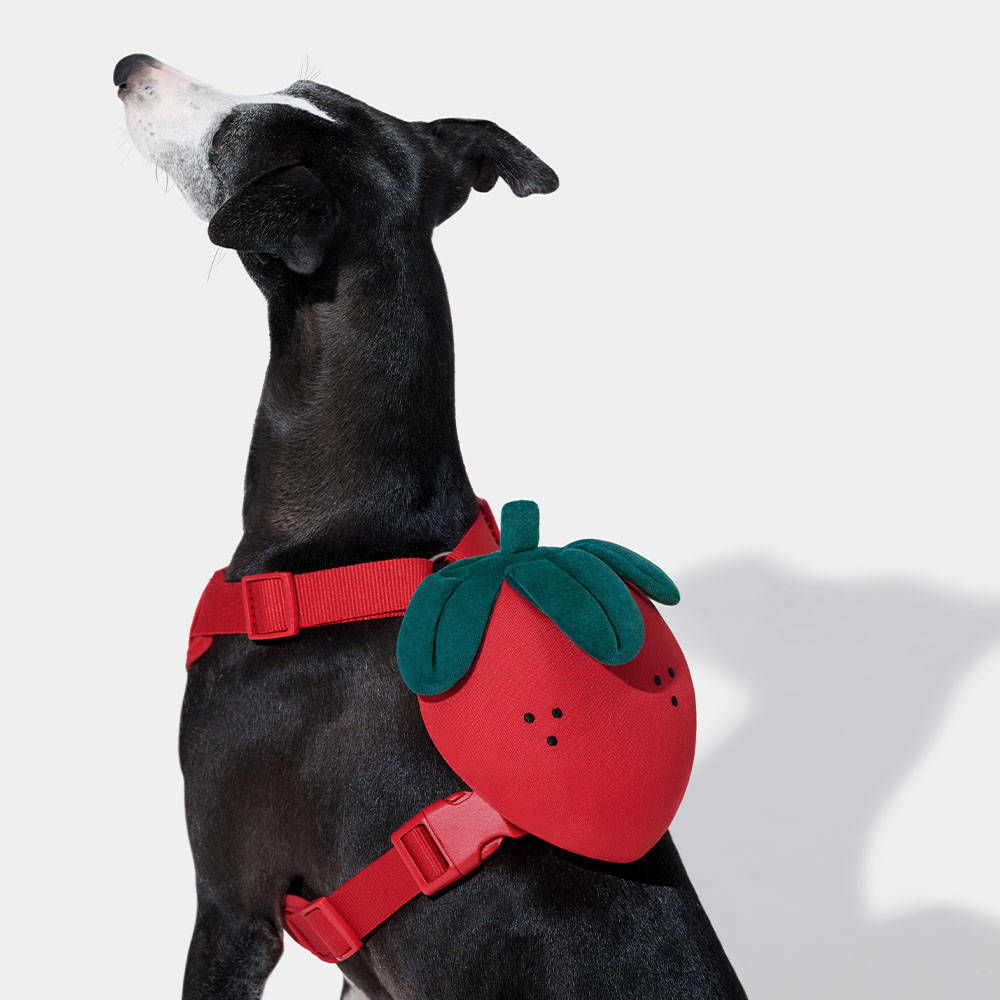 딸기 배낭 강아지 하네스 가슴줄 세트 XXS