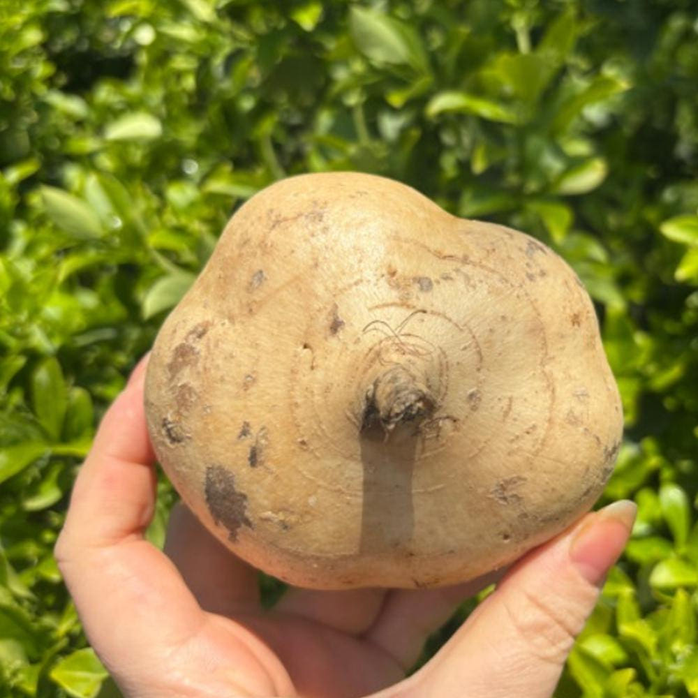 히카마 요리 예시 1