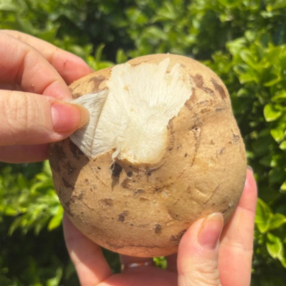 히카마 신선도 체크