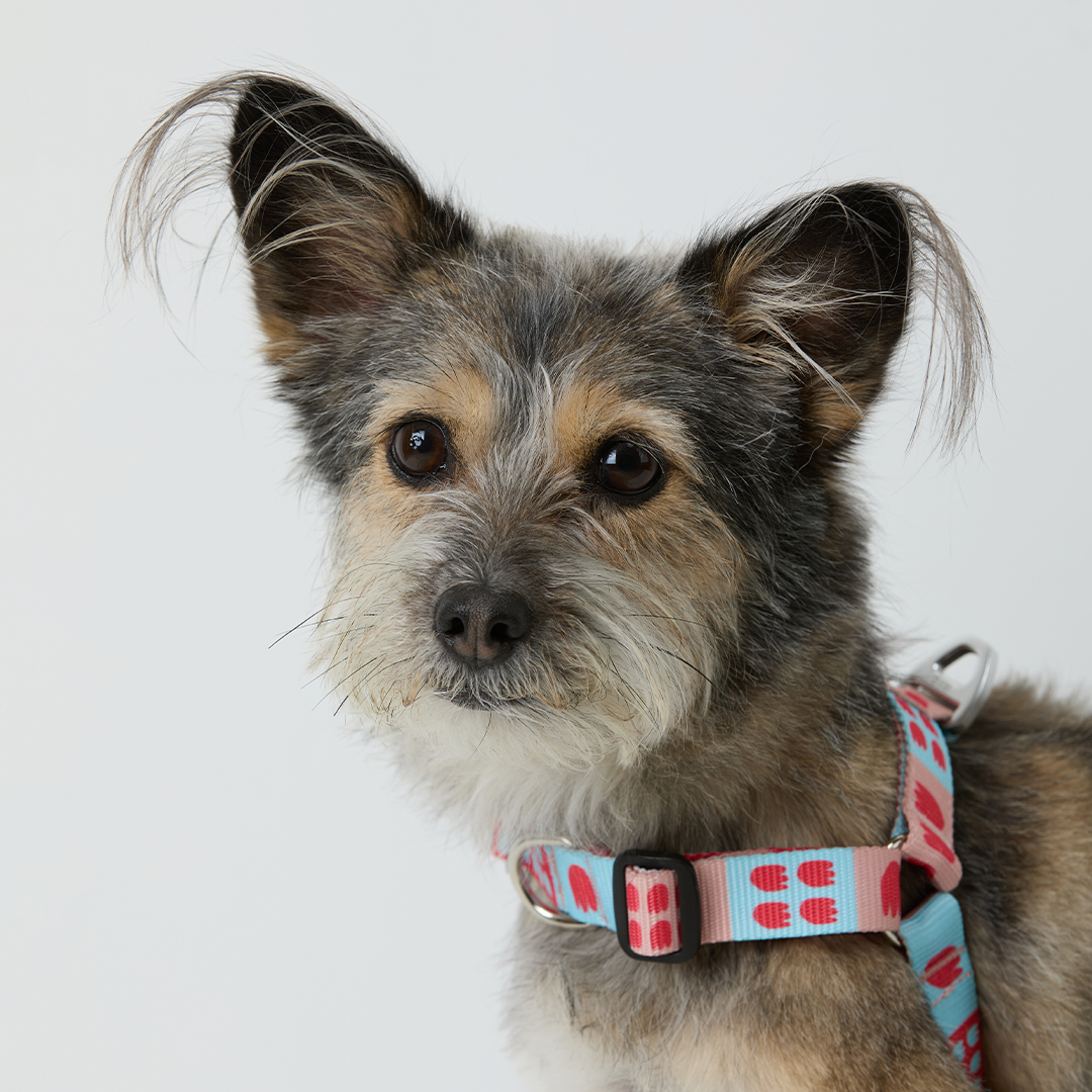 일로 하네스 (L형) 강아지 반려견 소형견 중형견 가슴줄 피버, M