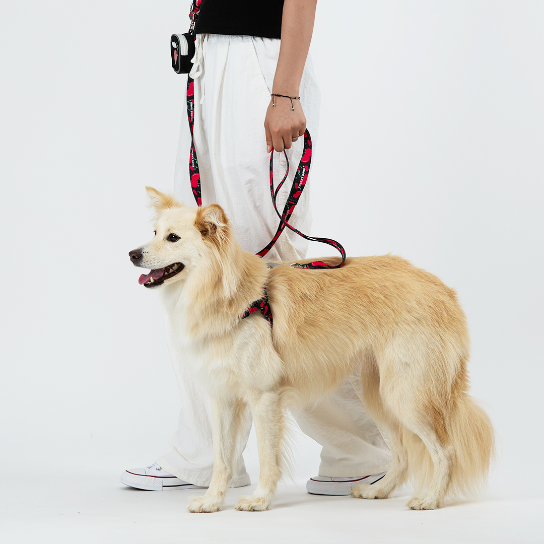 일로 하네스 (L형) 강아지 반려견 소형견 중형견 가슴줄 체리붐, M