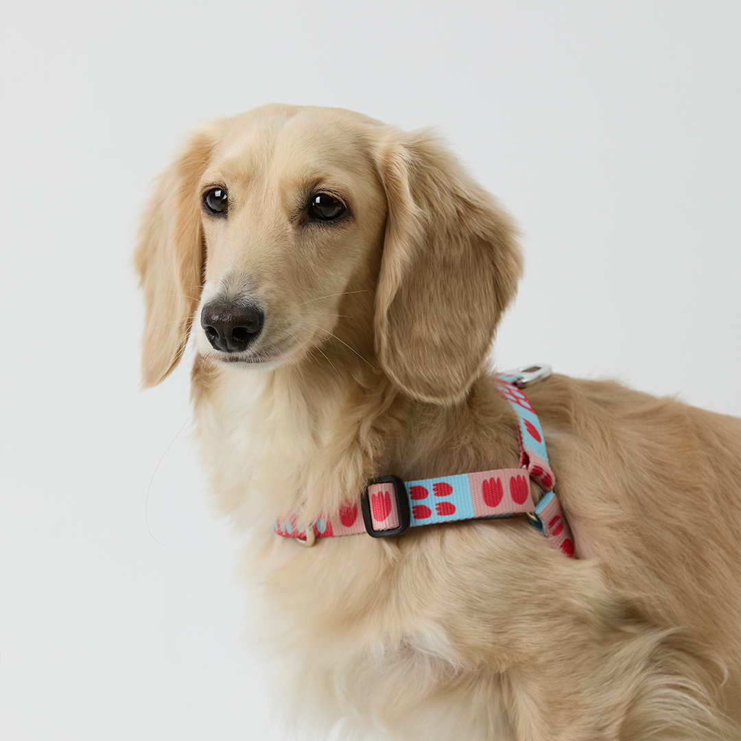 일로 하네스 (L형) 강아지 반려견 소형견 중형견 가슴줄 피버, M