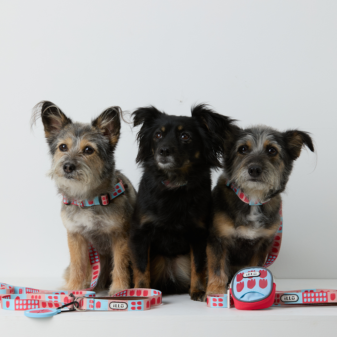 일로 하네스 (L형) 강아지 반려견 소형견 중형견 가슴줄 피버, M