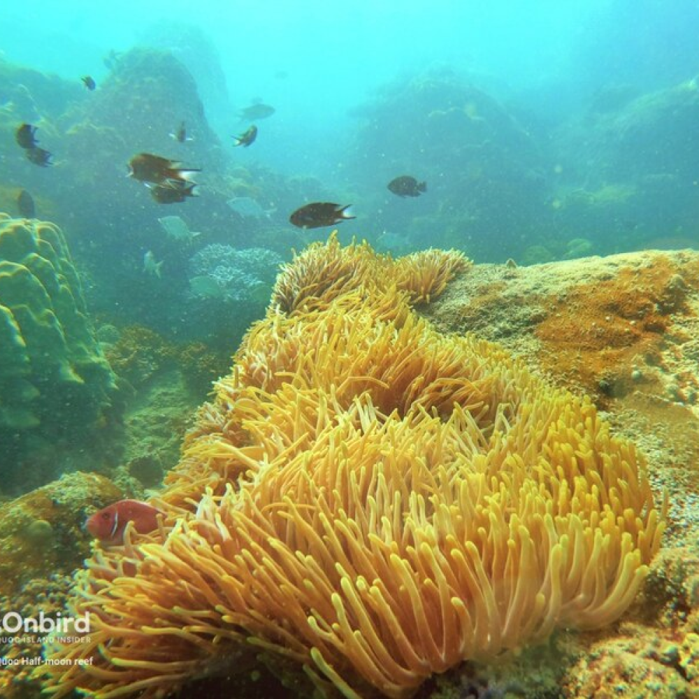 [소규모 스노클링] 푸꾸옥 온버드 프리미엄 스노쿨링 호핑투어 프리다이빙 예약센터