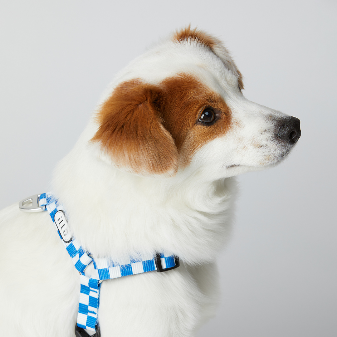 일로 텐텐 하네스 블루 (L형) 체커보드 강아지 가슴줄 반려견 소형견 중형견 S
