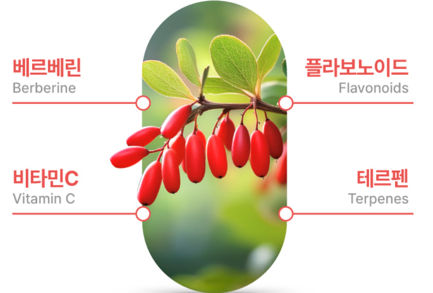 베르베린정 알파 공복 내돈내산 60정 - 상세 이미지 3