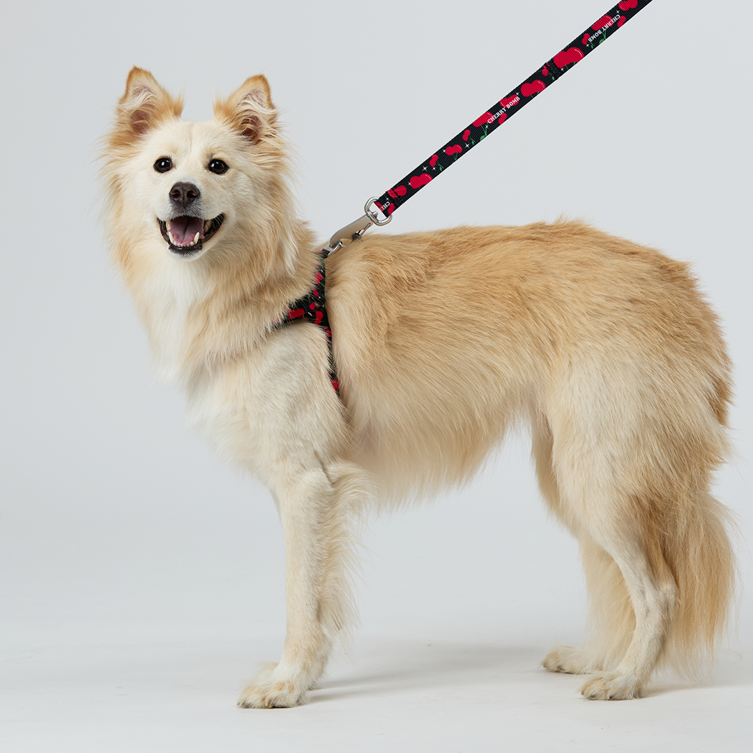 일로 하네스 (L형) 강아지 반려견 소형견 중형견 가슴줄 체리붐, M