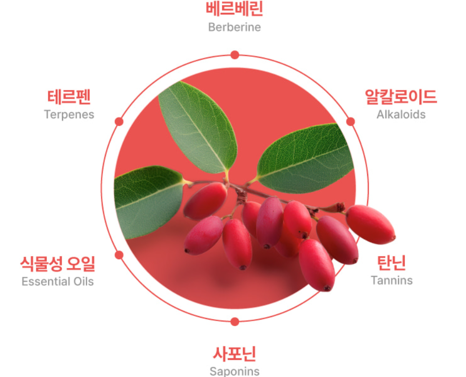 베르베린정 알파 공복 내돈내산 60정 - 상세 이미지 4