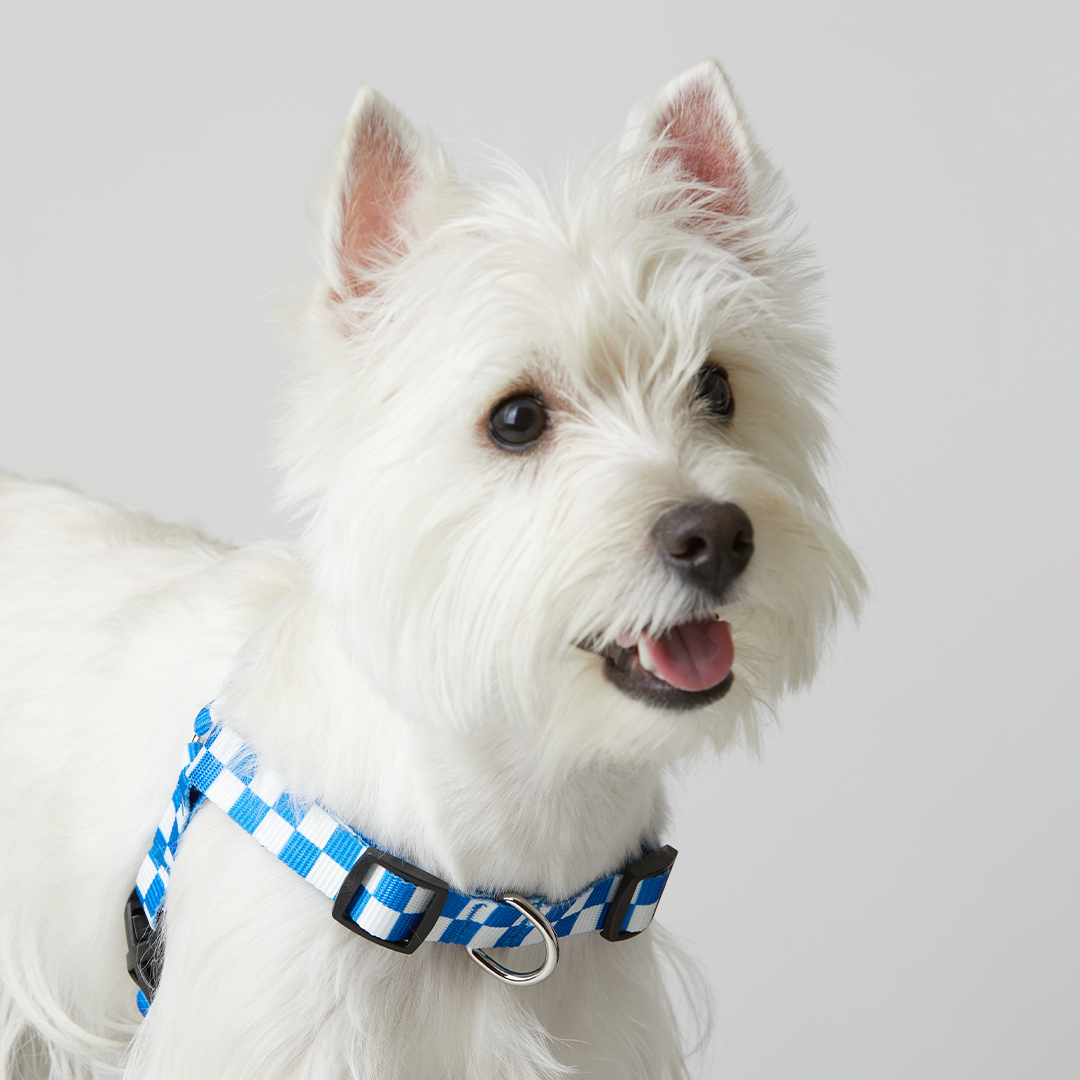 일로 텐텐 하네스 블루 (L형) 체커보드 강아지 가슴줄 반려견 소형견 중형견 S