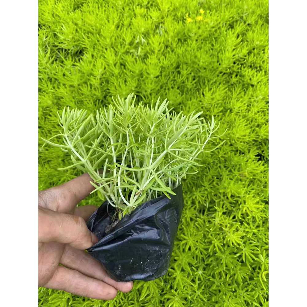 대형 비닐 화분 대용량 1000개 모종포트 컵 분갈이 26x21cm - 상세 이미지 3