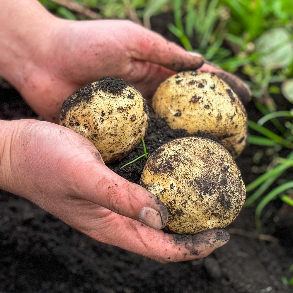 햇감자 수미감자 설봉감자 홍감자 2kg 1.5kg 국내산