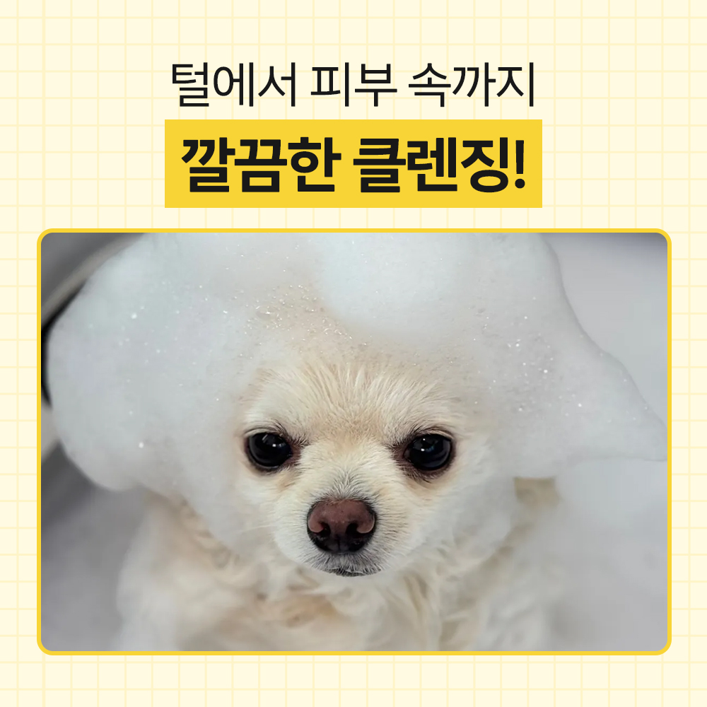 강아지 샴푸 바이랩 스킨 밸런스 강아지 샴푸 사용법 강아지 샴푸 후기 반려견 피부 관리