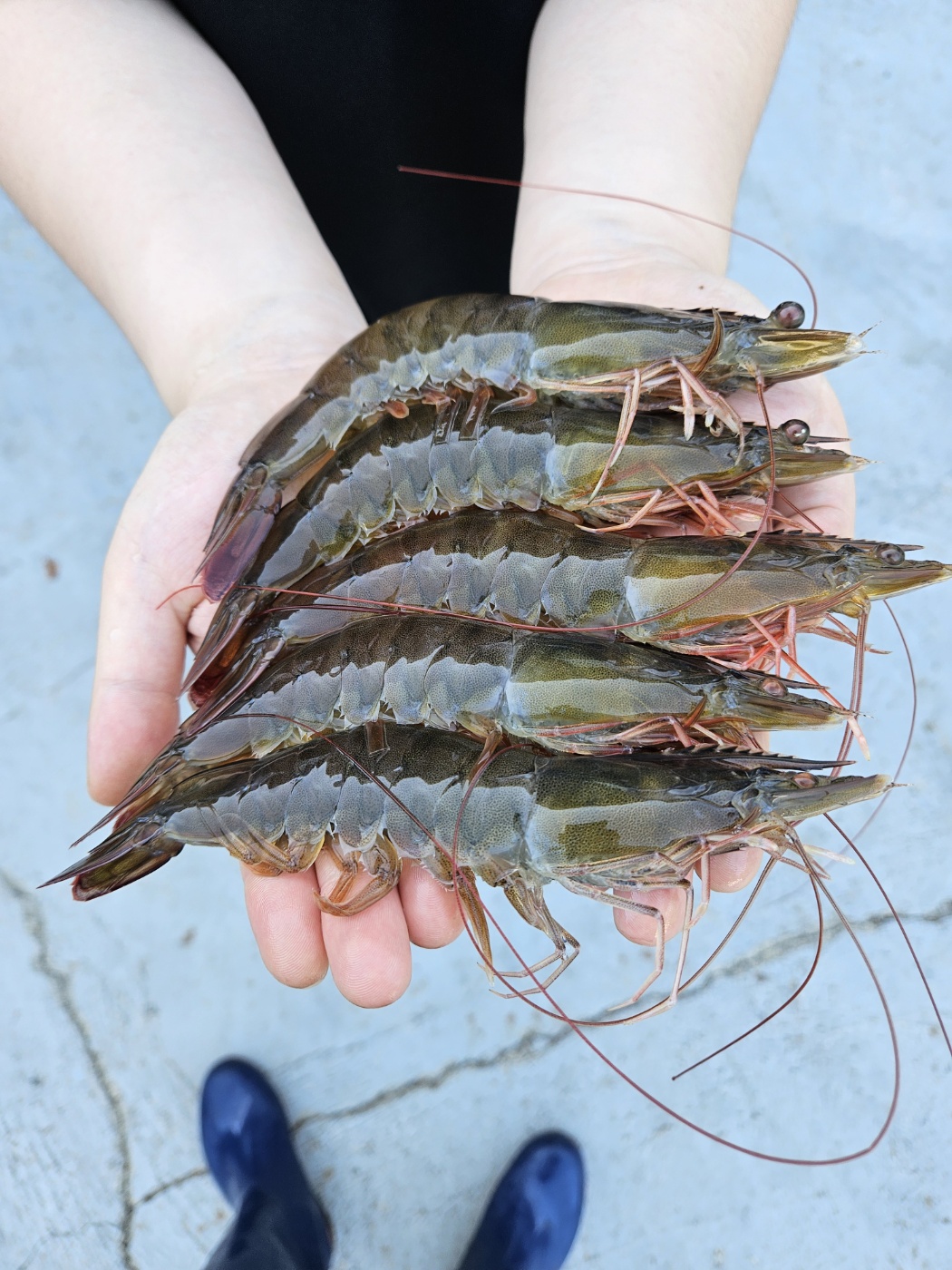 국내산 왕새우 1kg 30미 내외 흰다리새우 생물 왕새우