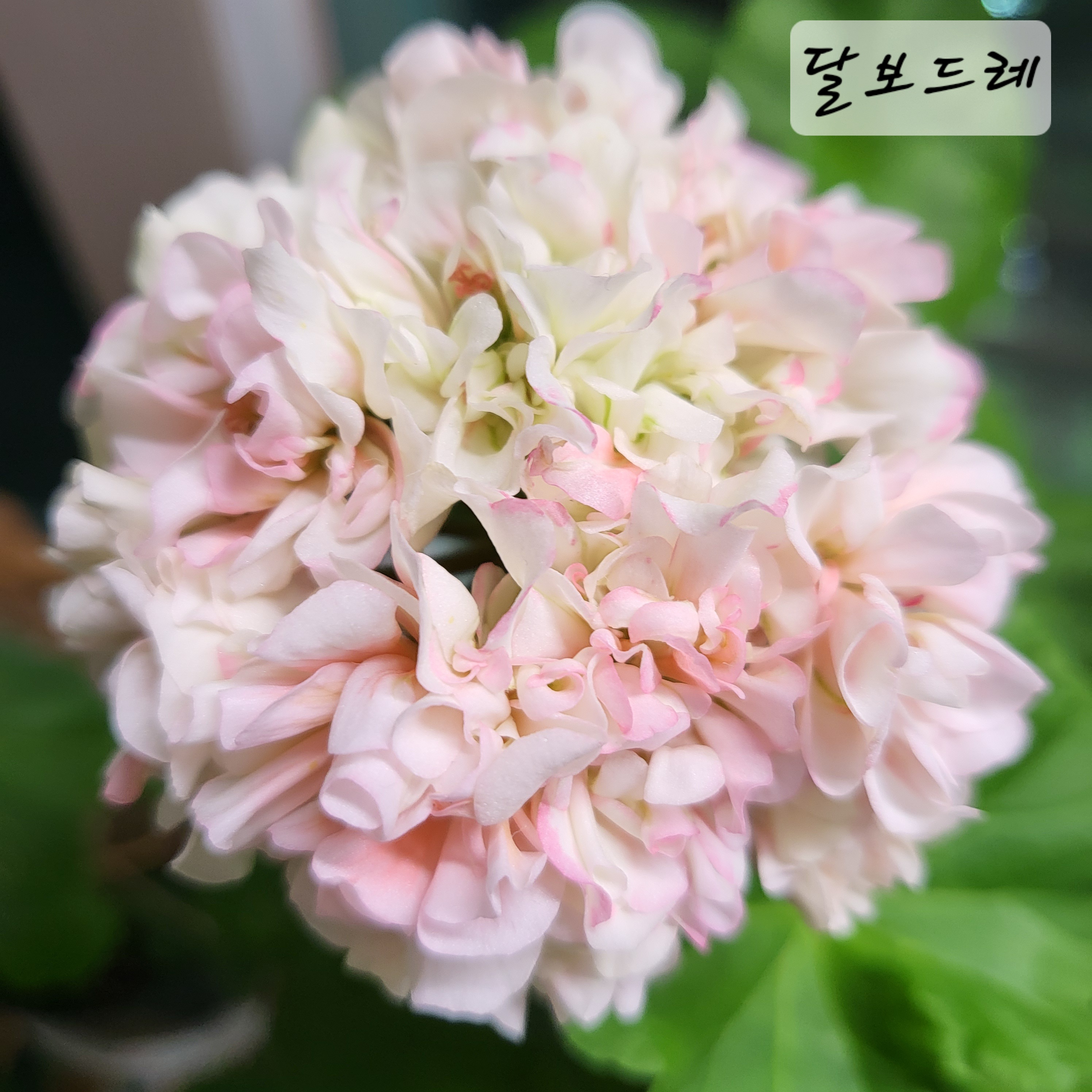 달보드레 제라늄 : 쿠키네정원