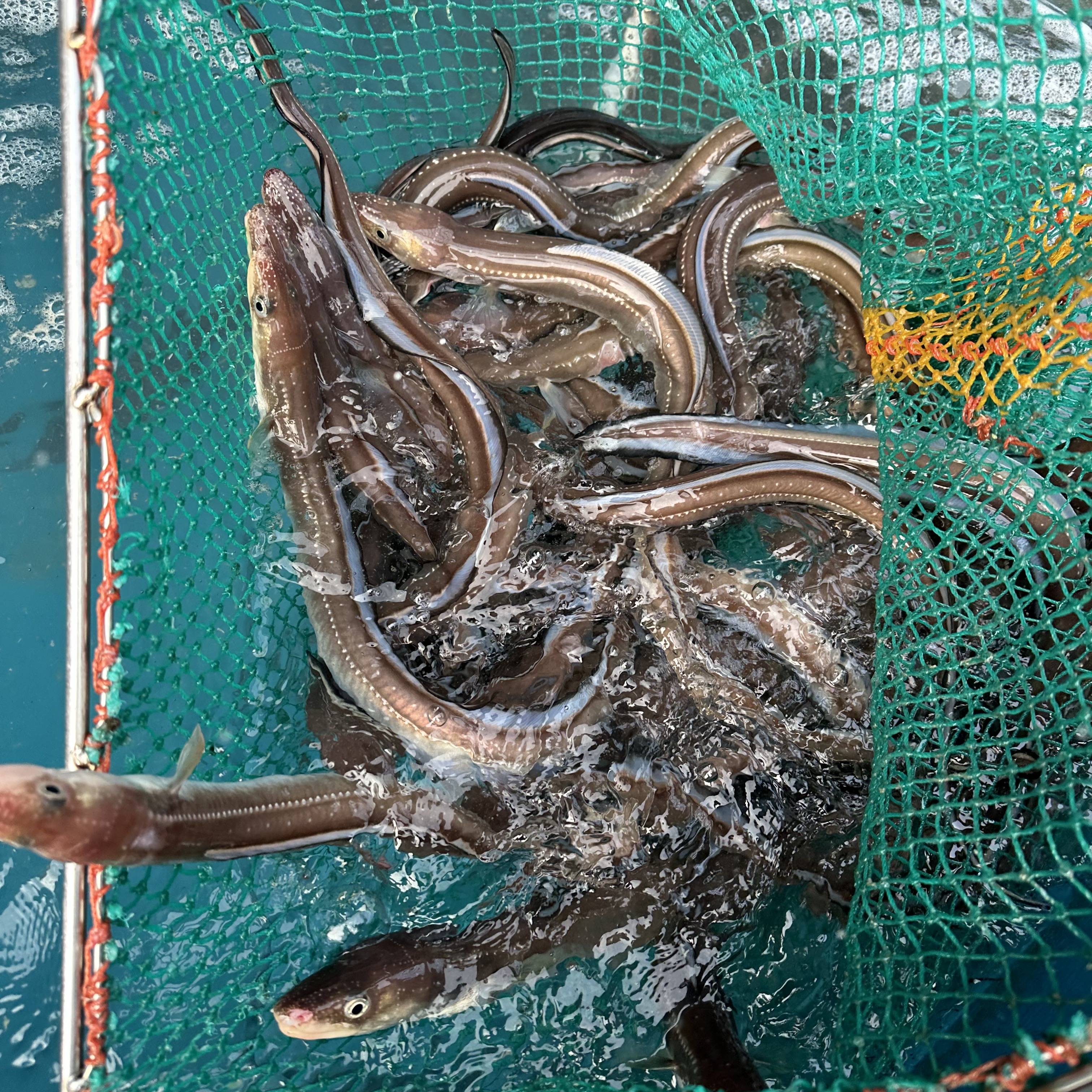 장어 자연산 바다장어 1kg 손질후 650g 내외 통영 아나고 붕장어 - 상세 이미지 3