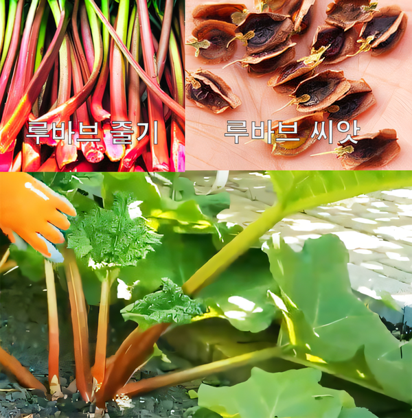 루바브 Rhubarb 씨앗 10립/모종 1포기
