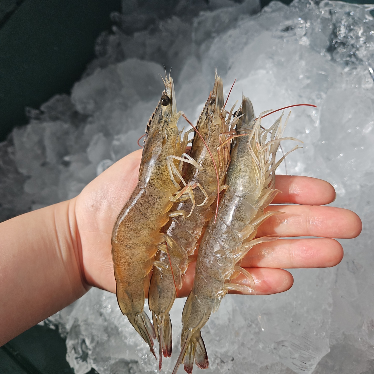 국내산 왕새우 1kg 30미 내외 흰다리새우 생물 왕새우 - 상세 이미지 4