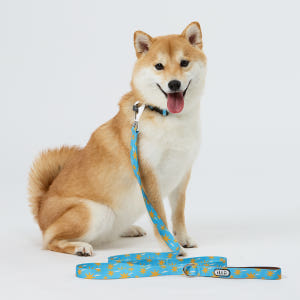 일로 리쉬 리드줄 반려견 산책용품 2m 스텔라, 2.4m 핸즈프리 솔직 후기 | 실제 사용자 리뷰 총정리 - 상품 이미지 3