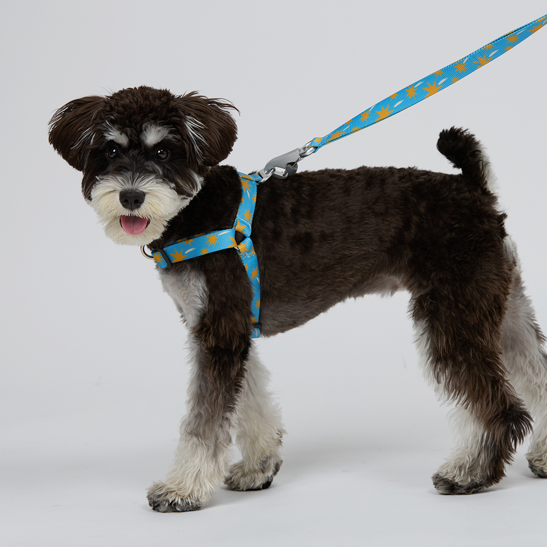 일로 리쉬 리드줄 반려견 산책용품 2m 스텔라, 2.4m 핸즈프리 이미지 4