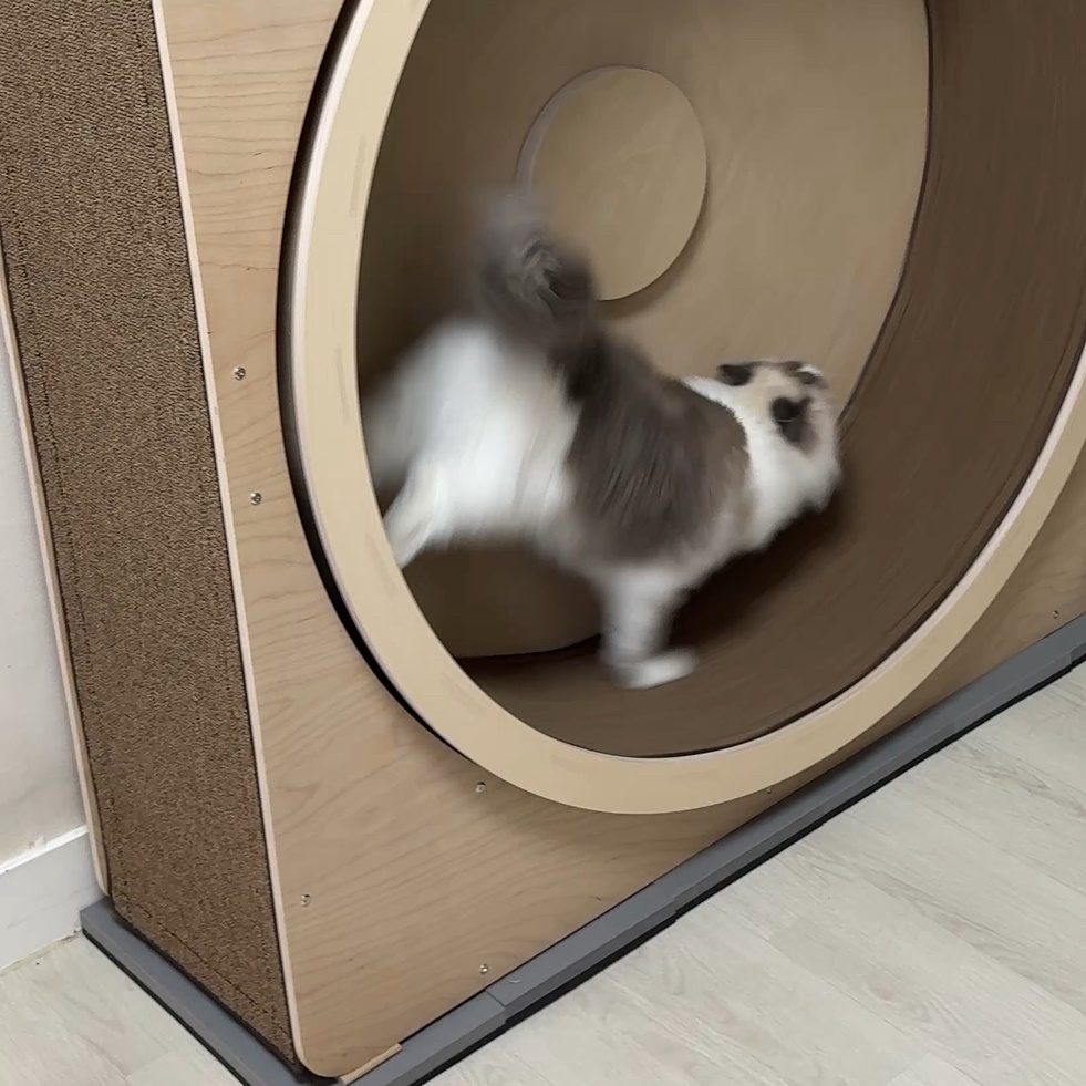 덕진스펀지 캣휠 무소음 층간소음 방지 방진 매트 패드