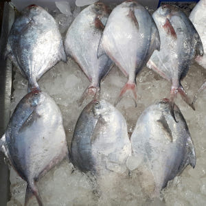 목포 생물병어 1마리 손질 병어회 특대 대 중 조림 세꼬시 맛있게 먹은 솔직 후기 - 상품 이미지 2