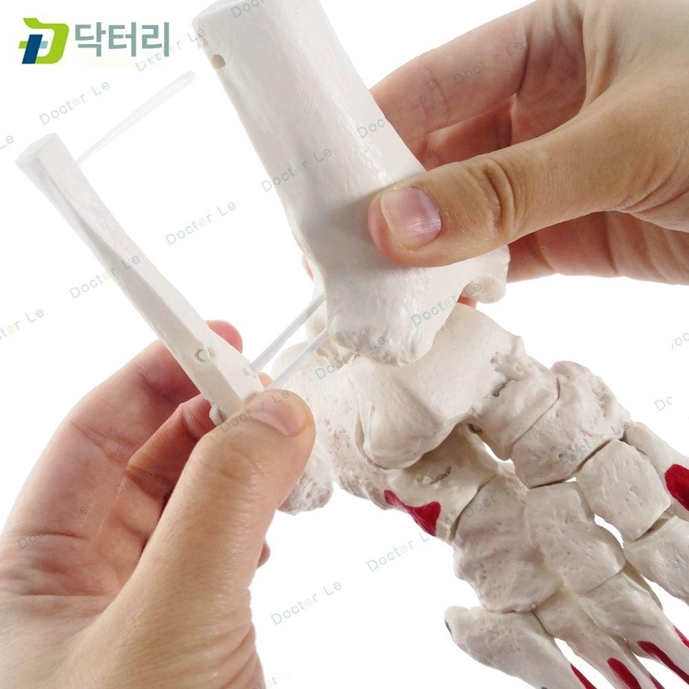 발 뼈모형 발목 실습 해부학 해부도 교육용 해부 족골 C형 근육색 - 상세 이미지 3