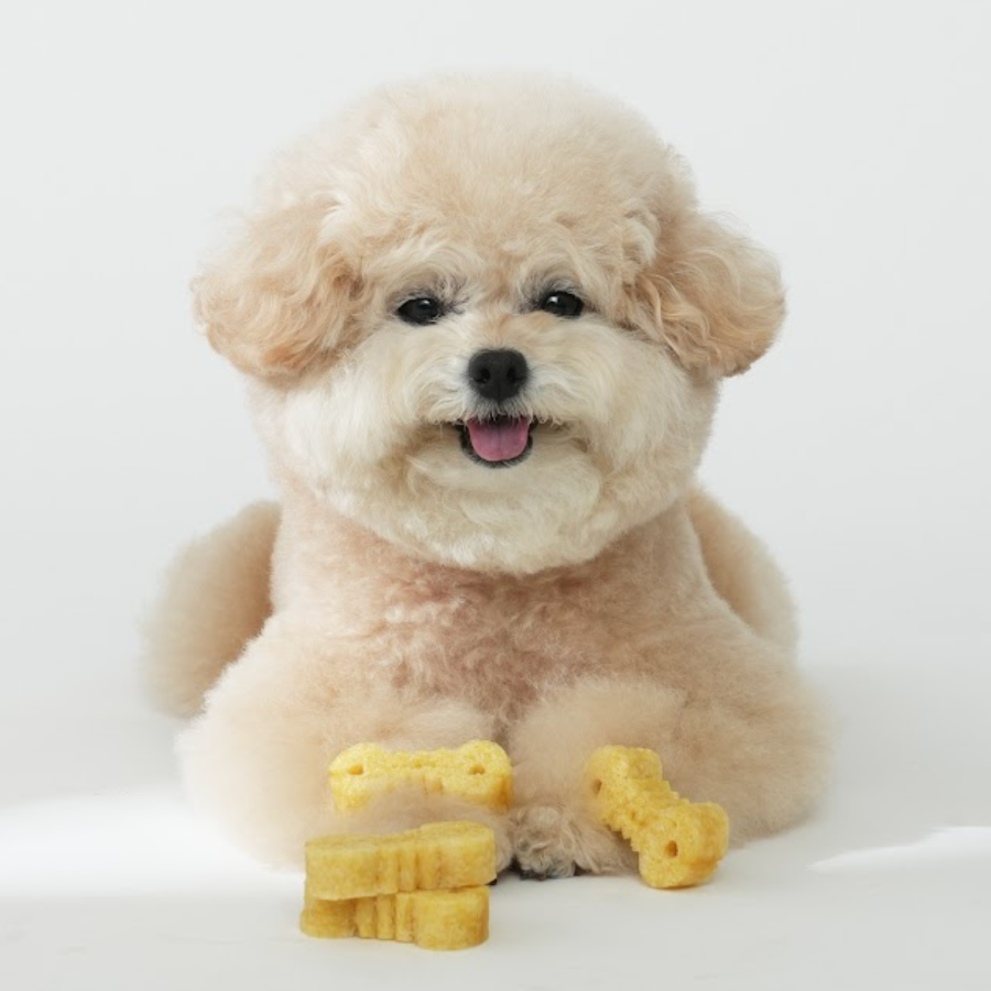 강아지 양치껌 허니골드 34P 덴탈껌 치석제거 소프트 잇츄 핏펫