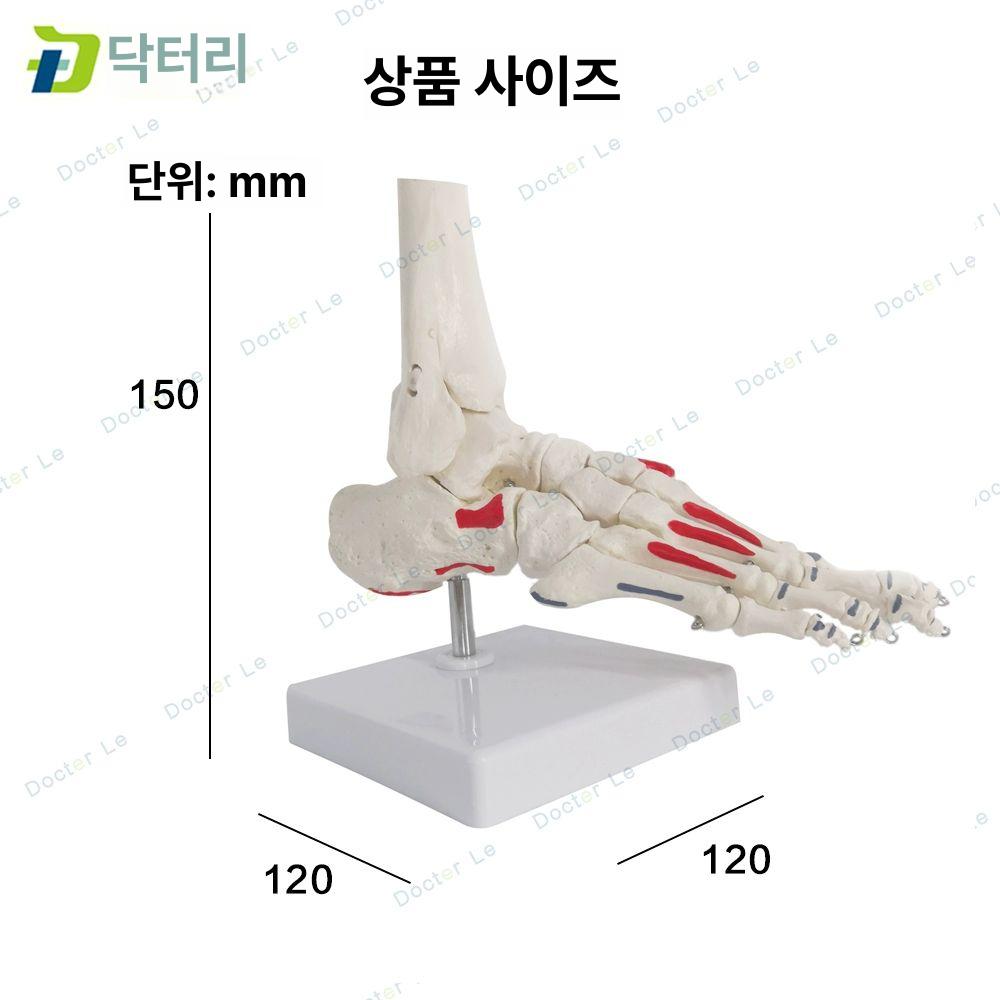발 뼈모형 발목 실습 해부학 해부도 교육용 해부 족골 C형 근육색 - 상세 이미지 2