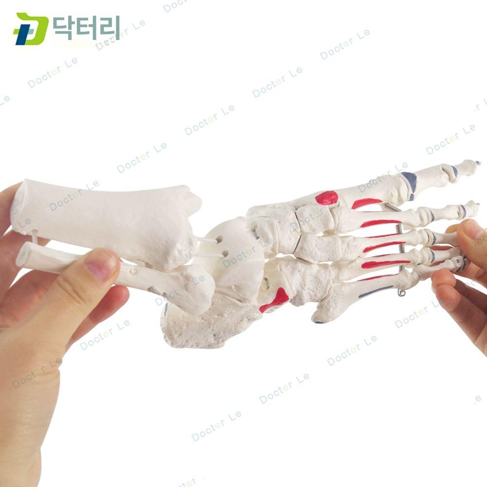 발 뼈모형 발목 실습 해부학 해부도 교육용 해부 족골 C형 근육색 - 상세 이미지 4
