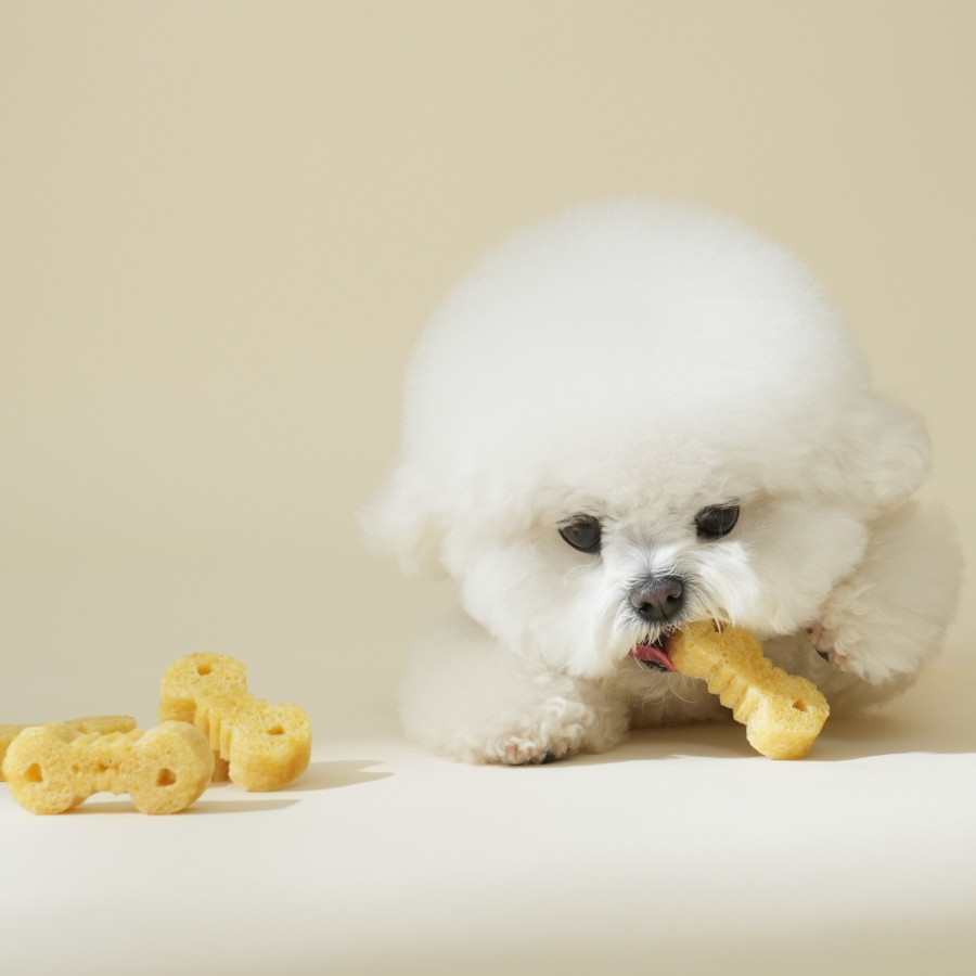 강아지 양치껌 허니골드 34P 덴탈껌 치석제거 소프트 잇츄 핏펫