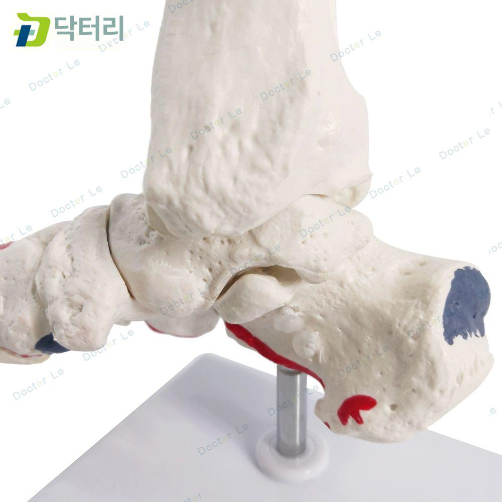 발 뼈모형 발목 실습 해부학 해부도 교육용 해부 족골 C형 근육색 - 상세 이미지 5
