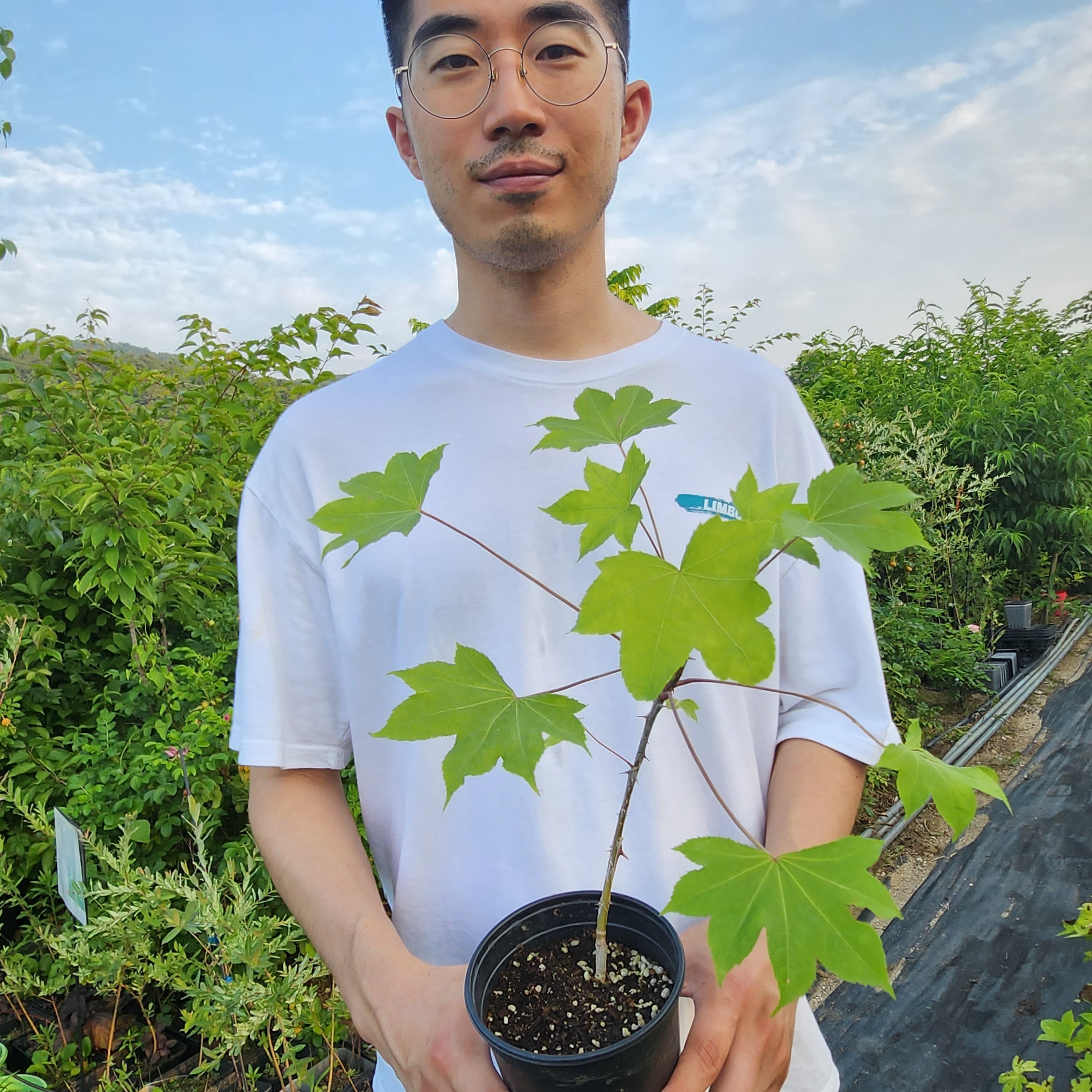 엄나무 2년 포트묘 음나무 - 상품 이미지