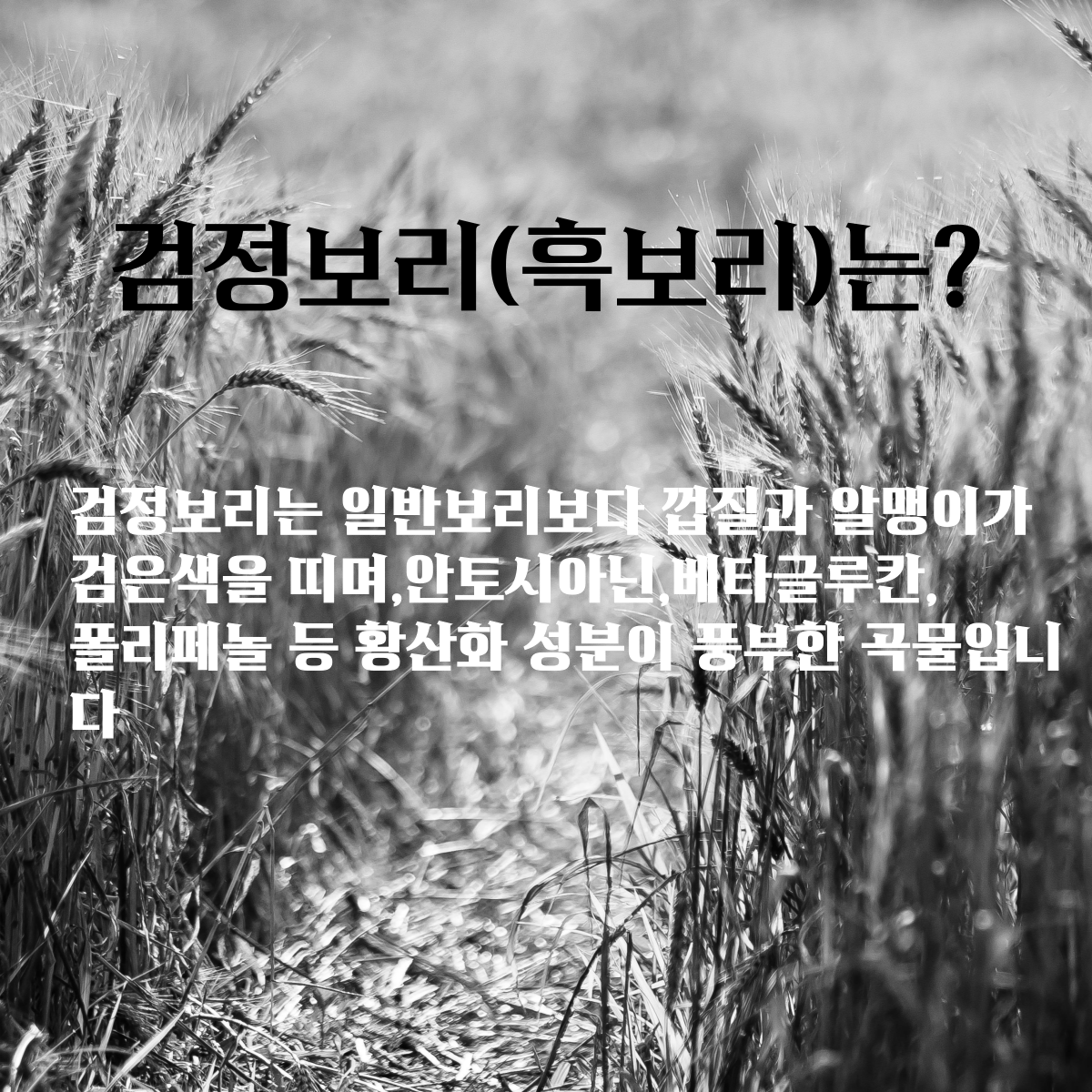 26년산 국산 늘찬팜 흑보리 800g 혼합세트 찰보리 압맥 늘보리 할맥 보리쌀 잡곡 - 상세 이미지 4
