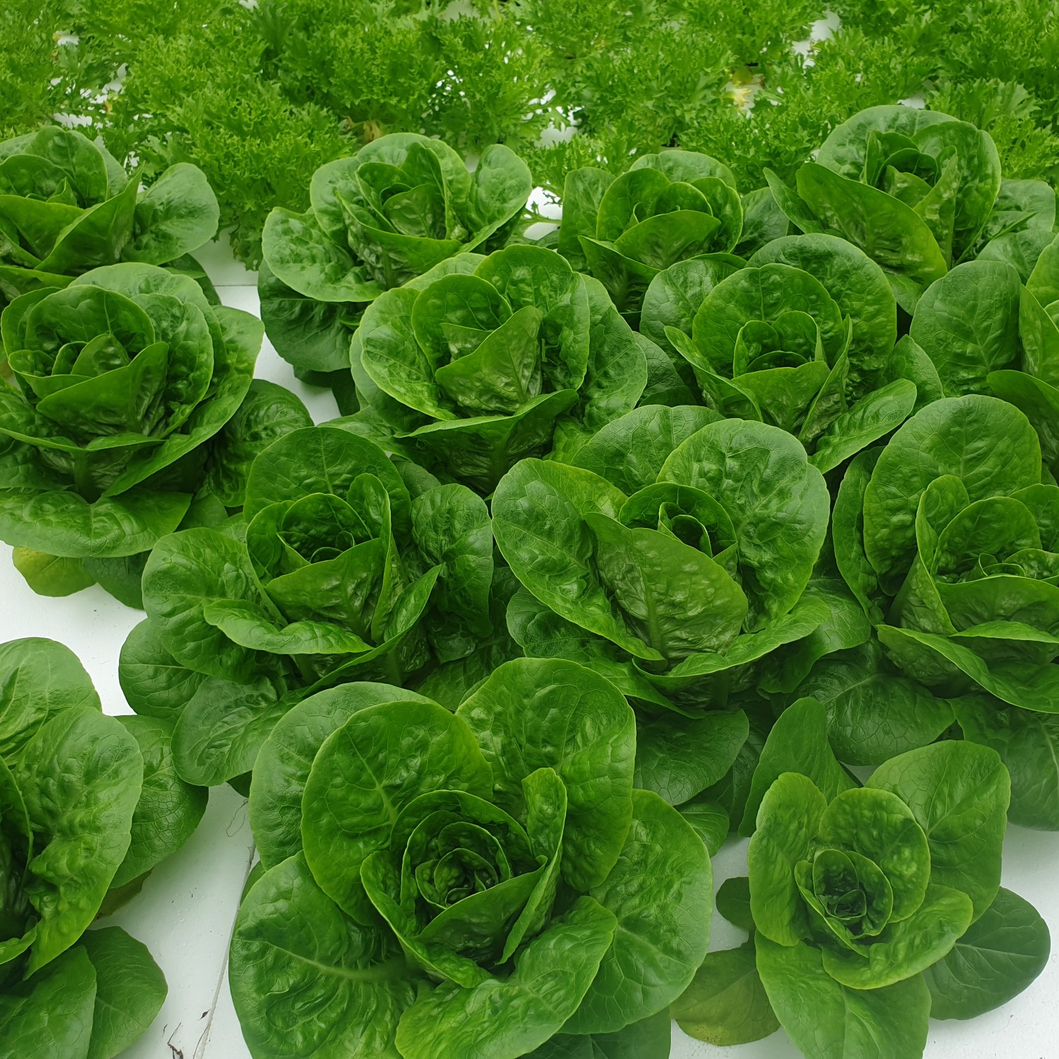 모듬 샐러드 쌈야채 3-6종 1kg 2kg GAP / 유럽 샐러드채소