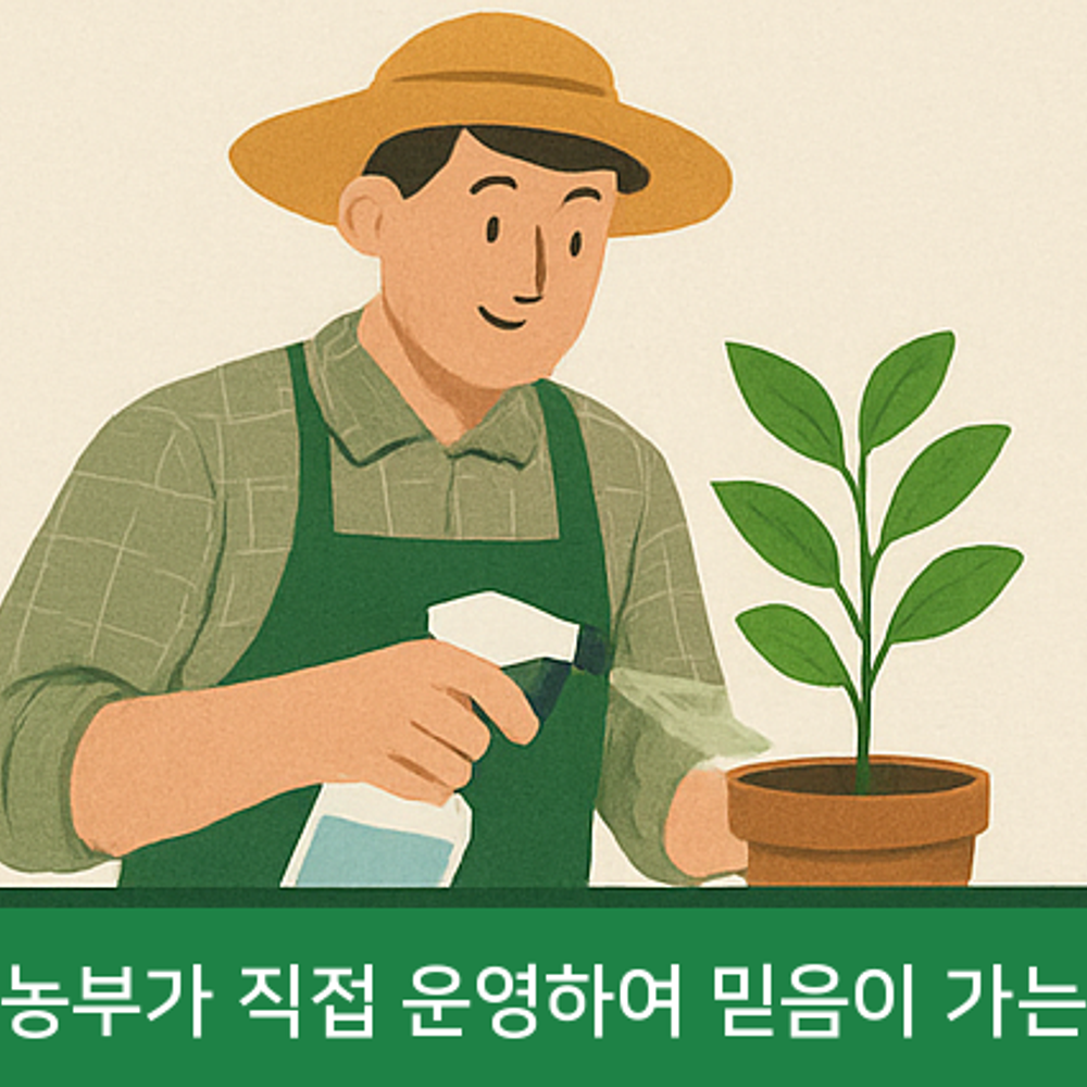 공기정화식물 타라식물 화분관리 식물추천 사용후기