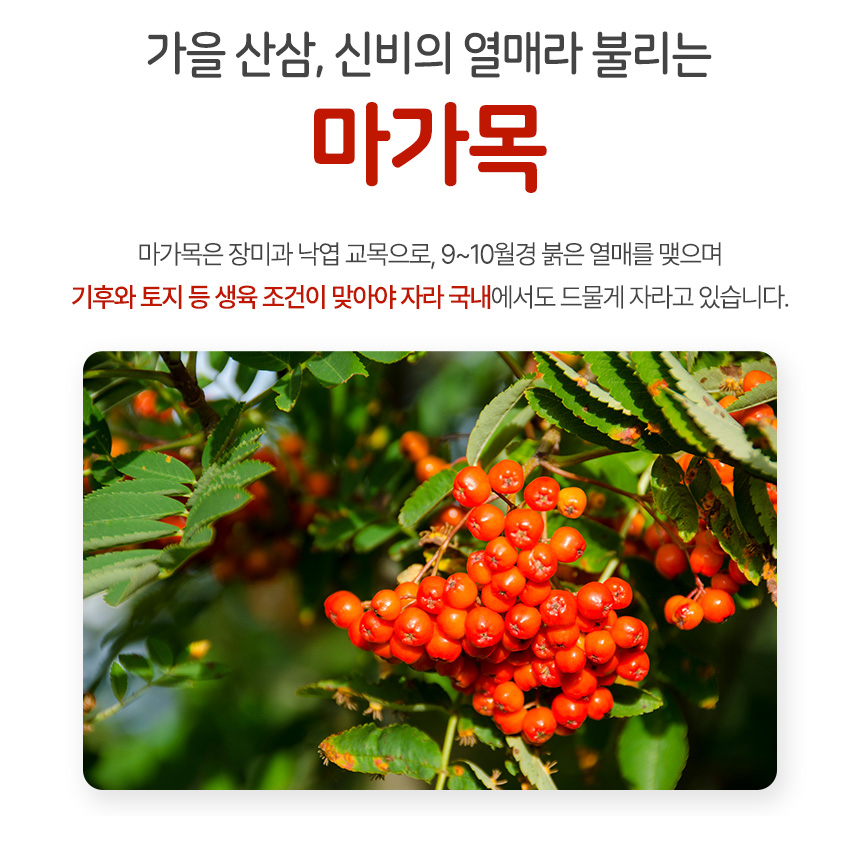 국산 마가목 열매 차 효능 파는곳 300g 1팩 마가목차 - 상세 이미지 4