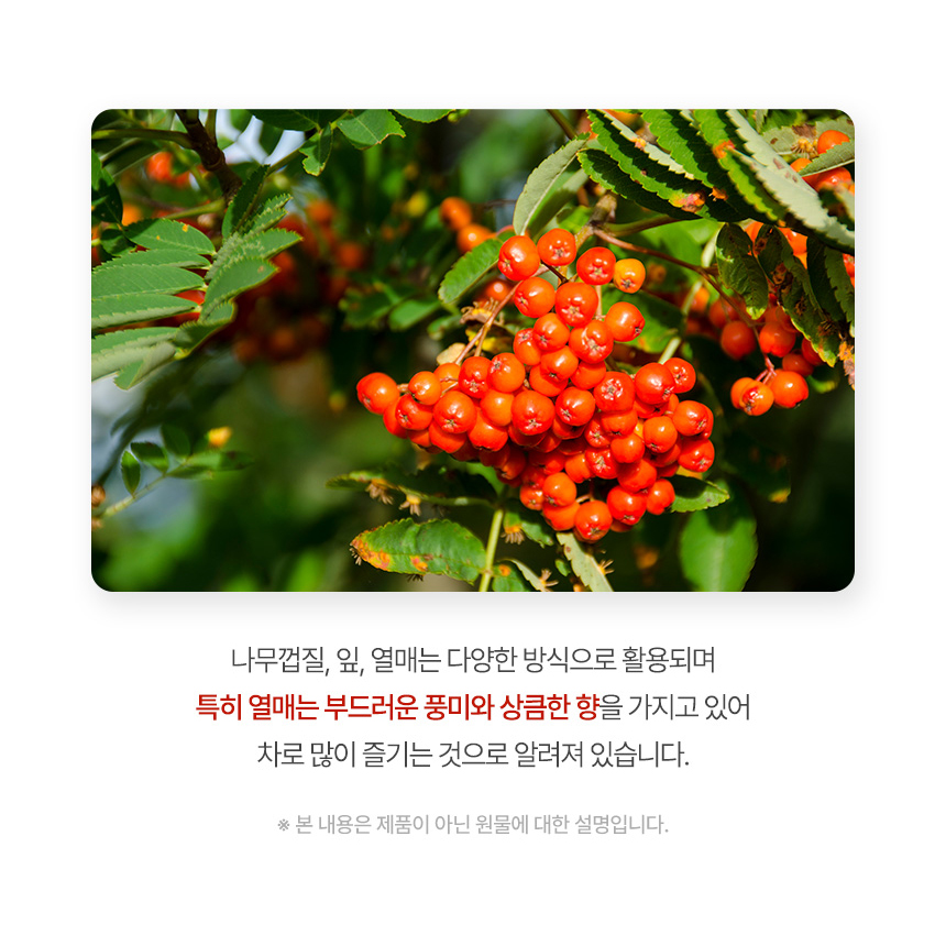 국산 마가목 열매 차 효능 파는곳 300g 1팩 마가목차 - 상세 이미지 5