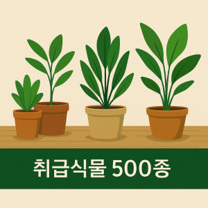 거북 알로카시아 방패알로카시아 새집중후군 식물 소품 관엽 희귀 수입 실사용 후기 | 효과 있을까? - 상품 이미지 3