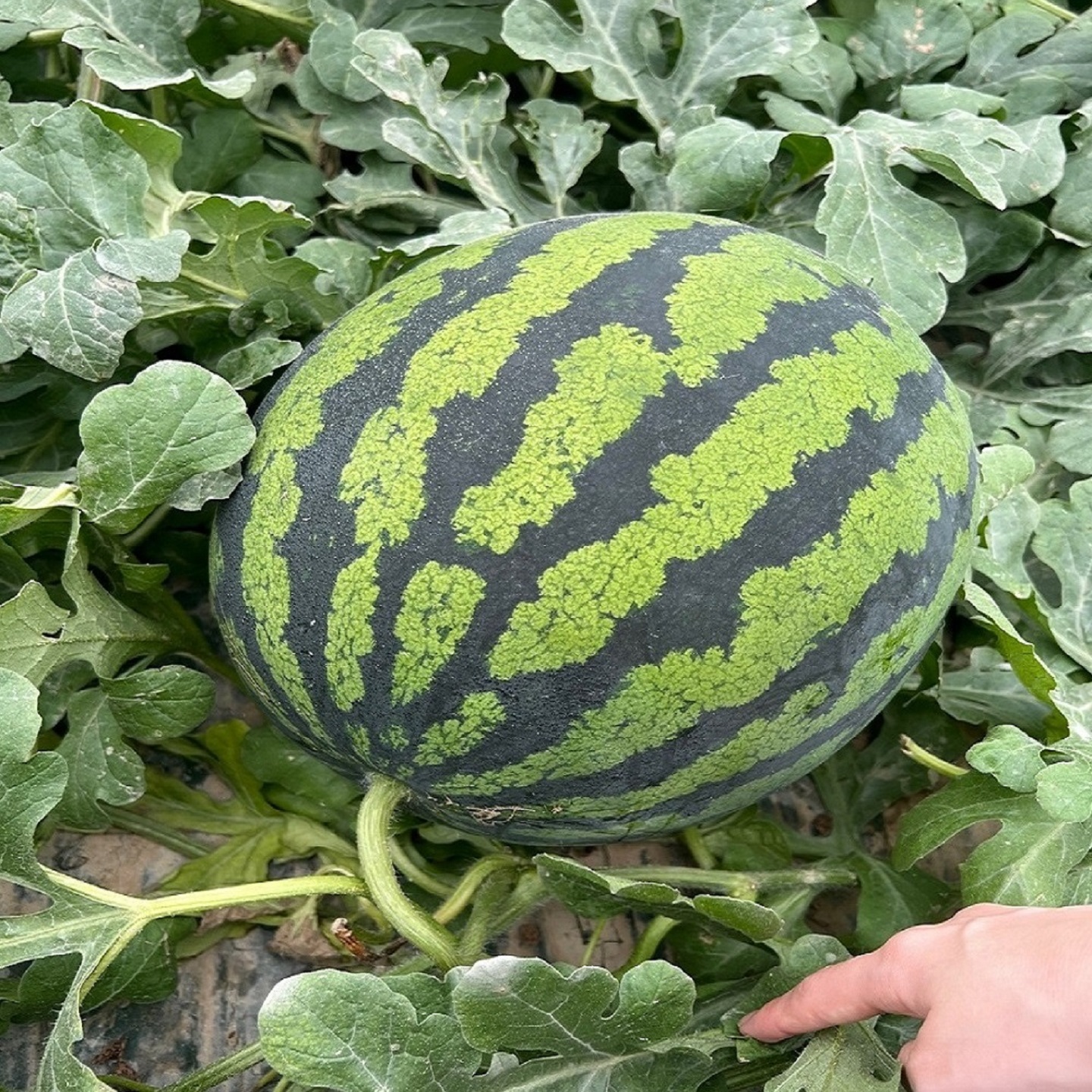 고당도 하우스 수박 프리미엄 꿀수박 당도선별 3kg~9kg - 상세 이미지 4
