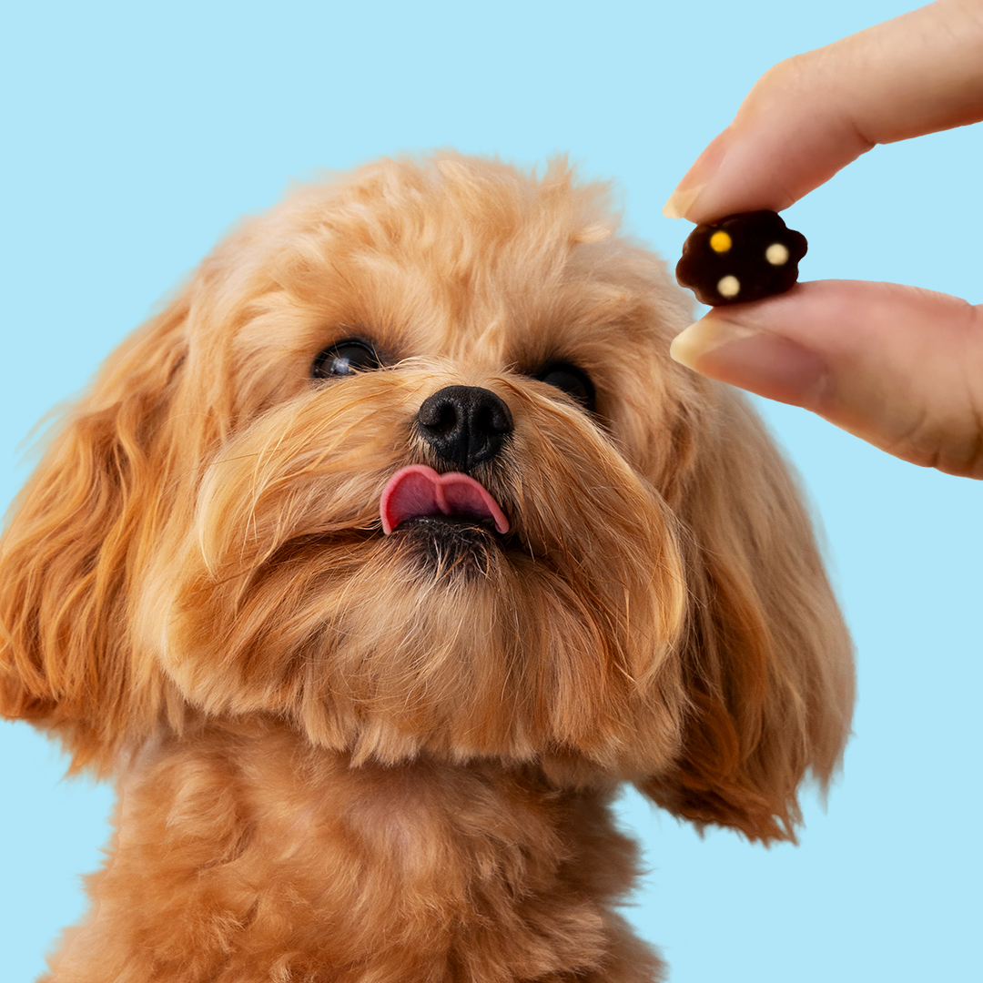 닥터페렌들리 올인맥스브라이트 강아지 눈 영양제 눈물 눈꼽 항산화 간 건강 80g, 1개