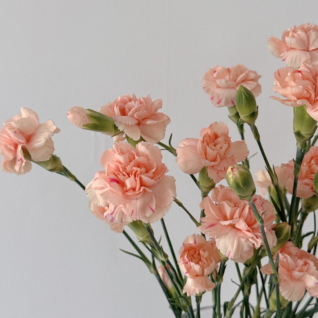 스프레이 카네이션 생화 오래보는 꽃택배