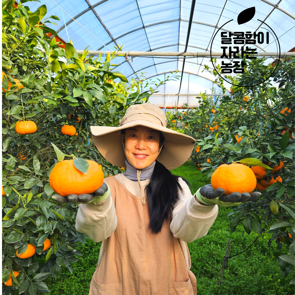 [달자농]13브릭스 제주 유황 윈터프린스귤  2kg 4kg 5kg  가정용 구정선물 제품 이미지