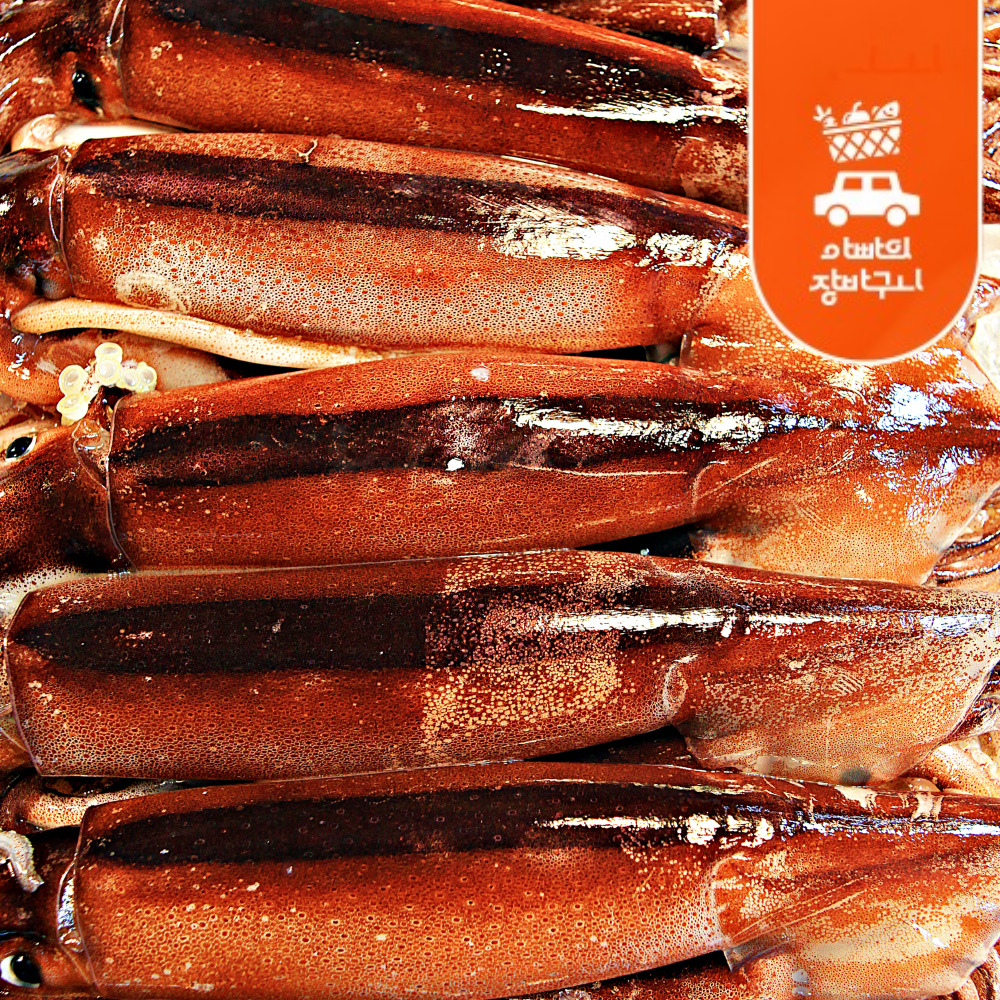 신진도 오징어 동해안 냉동 초코오징어 20미 태안 서해안 신진항