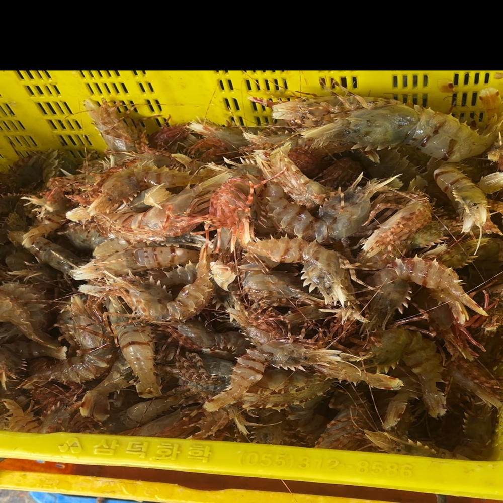 활 독도새우 꽃 닭 도화 자연산 생물 급냉 생새우회 500g 이미지 6
