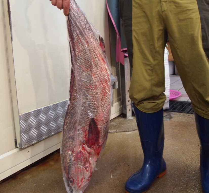 목포민어회 2kg 1마리 필렛 민어탕 대형민어 부레 자연산 - 상세 이미지 2